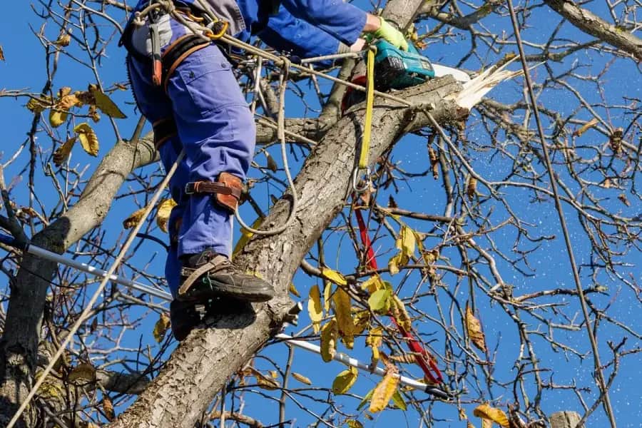 Arborist Services in Birmingham by Birmingham Tree Care