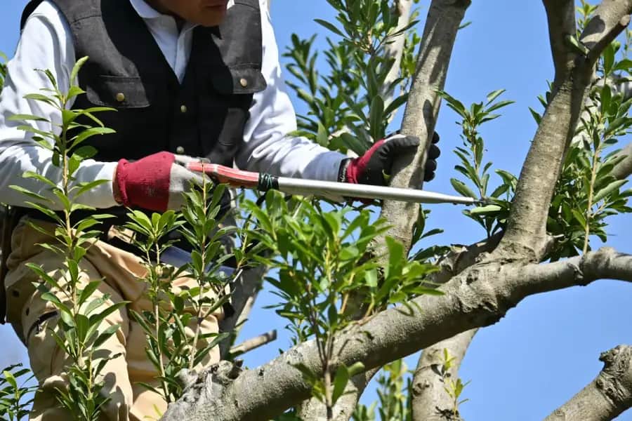 Tree Trimming in Birmingham by Birmingham Tree Care