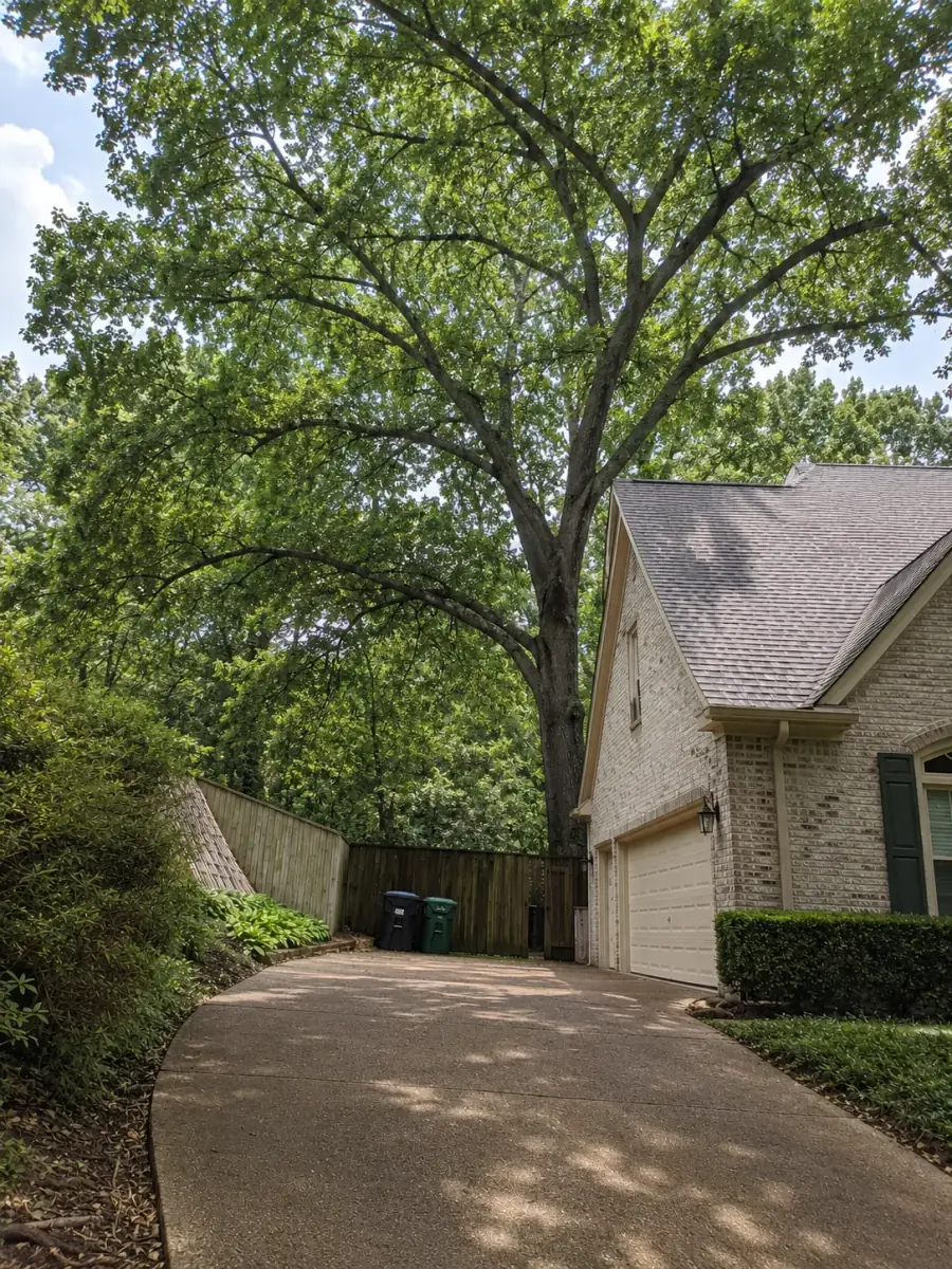 Clean yard after Birmingham Tree Care completed tree work