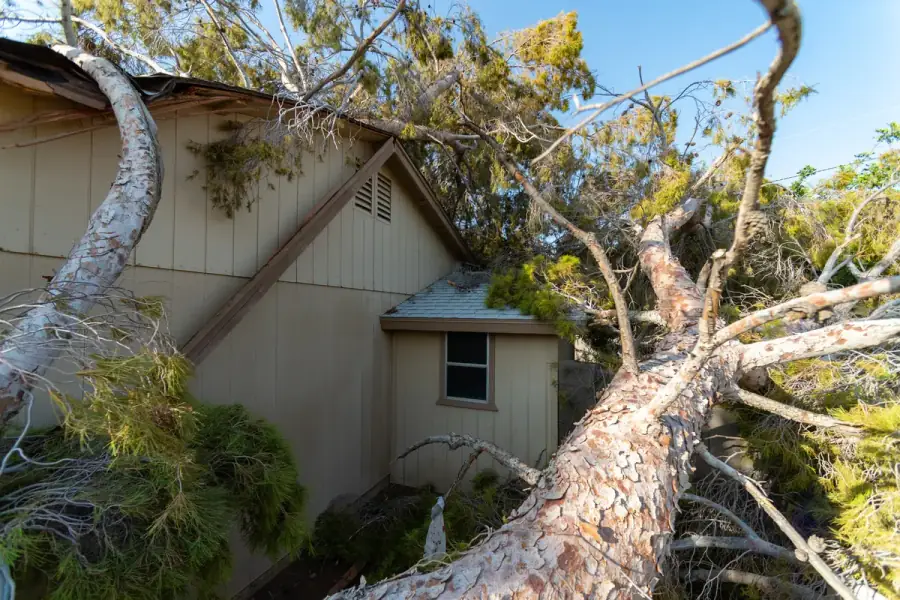 Fallen tree after storm damage — emergency tree service in Birmingham