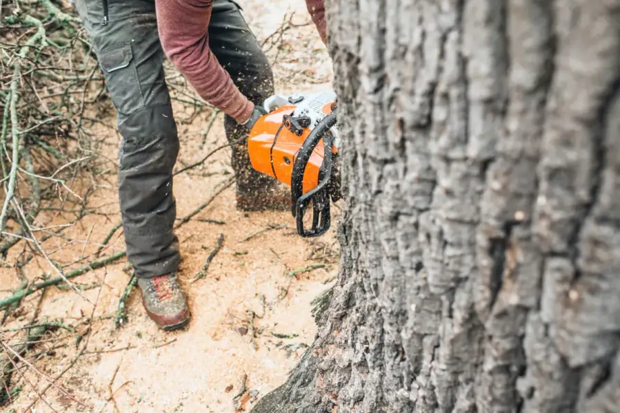 Tree Removal by Birmingham Tree Care in Birmingham
