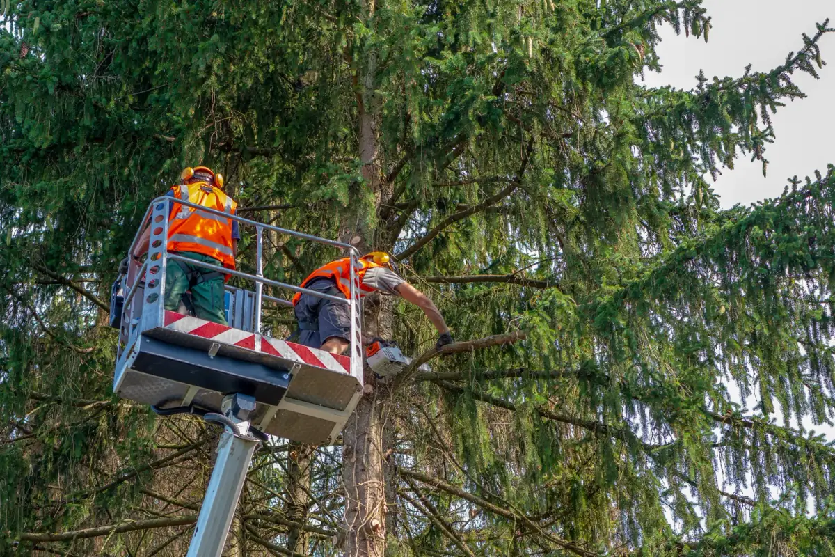 Birmingham Tree Care crew working safely in a residential canopy