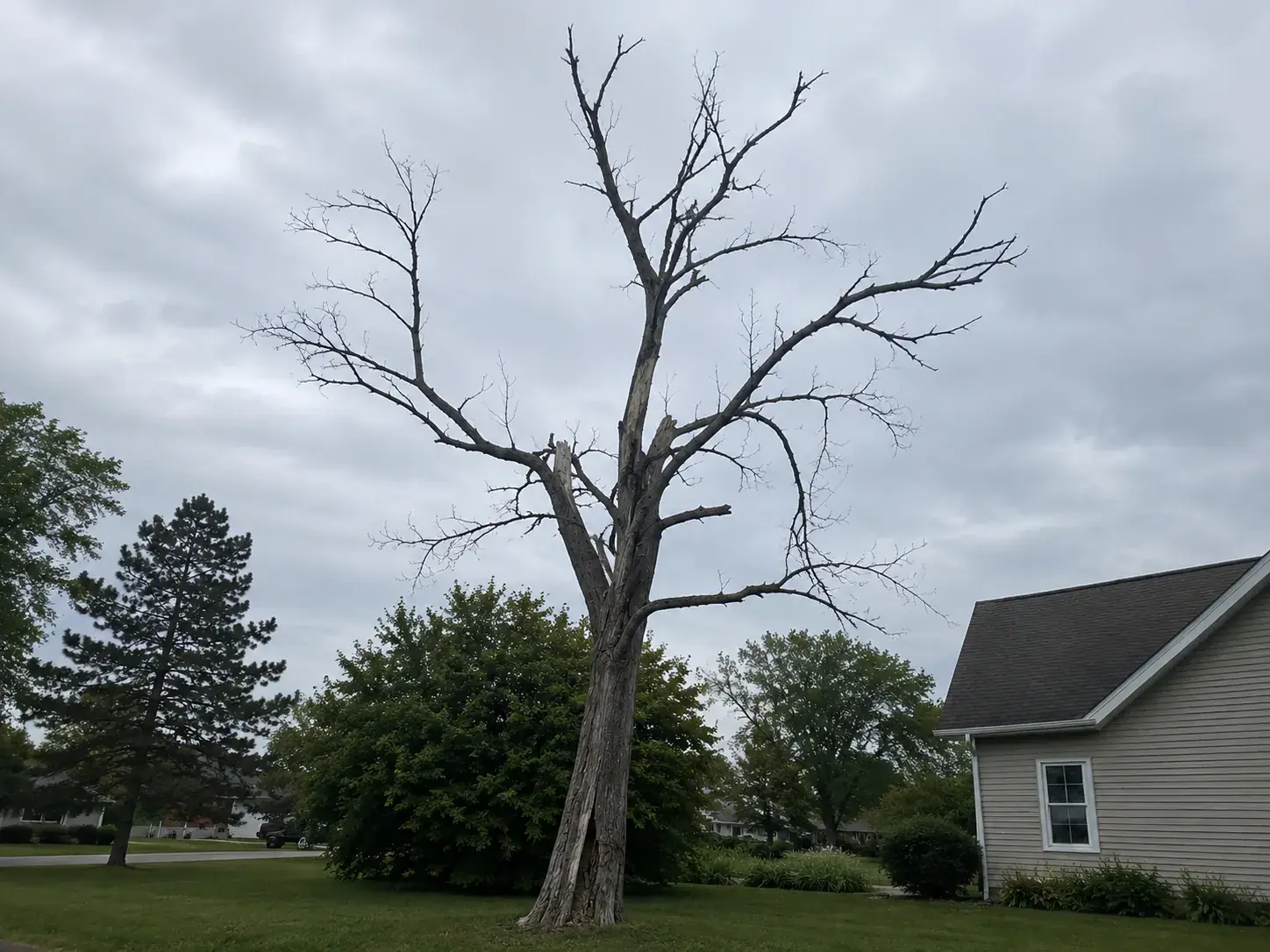 Birmingham yard tree with a split union and thinning upper canopy